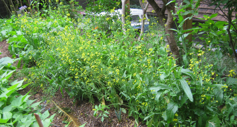 Pest control for vegetable gardens